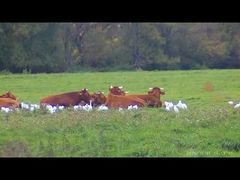 4K-Video Nachtsichtbrille